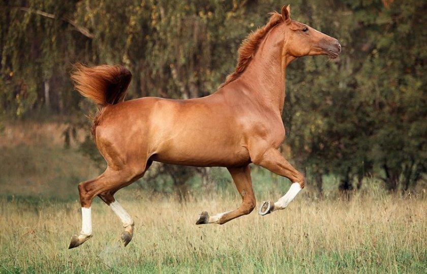 un hermoso caballo
