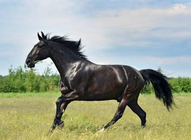 Rasa koni kabardyjskich