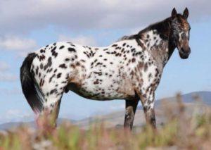 Beschrijving en kenmerken van Appaloosa-paarden, kenmerken van inhoud en prijs