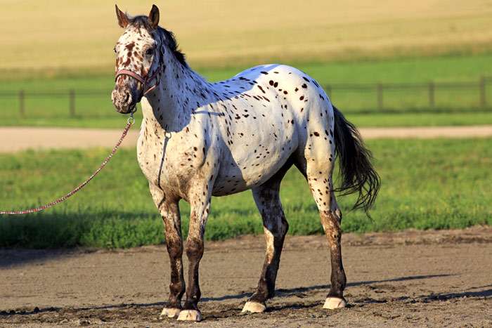 Giống ngựa Altai