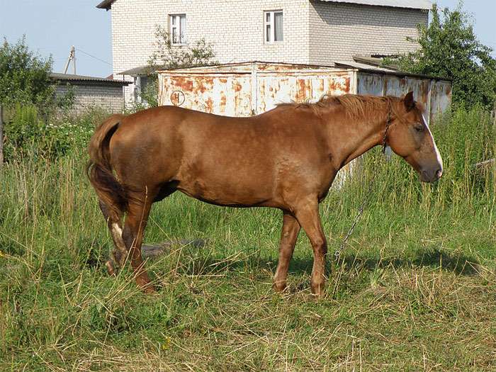 Calul de harnașie din Belarus