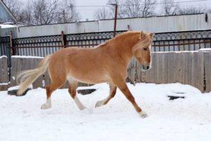 Descrierea cailor rasei de harnașie din Belarus și specificul întreținerii acestora