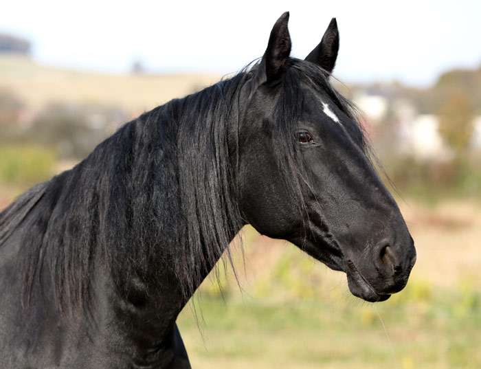 Kabardisch paardenras