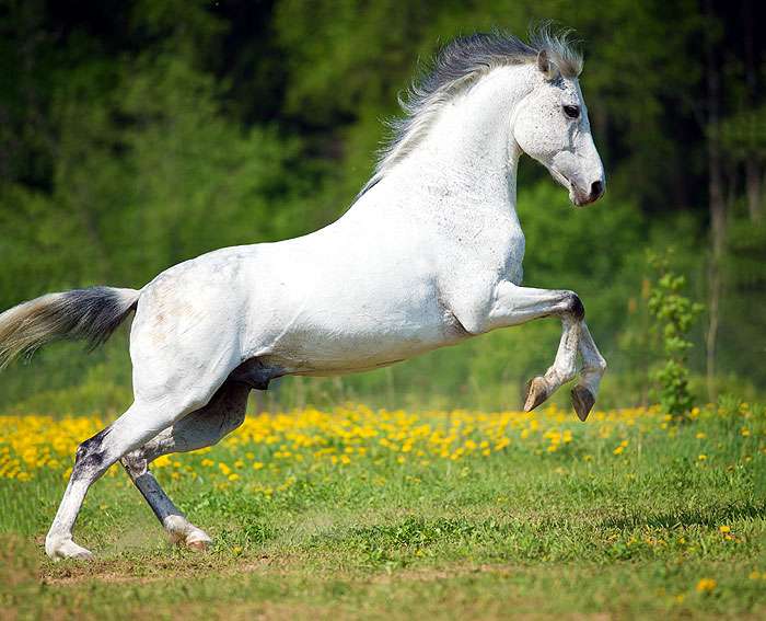 cavall blanc