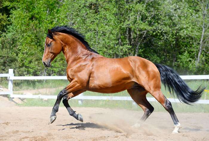 حصان اوكراني