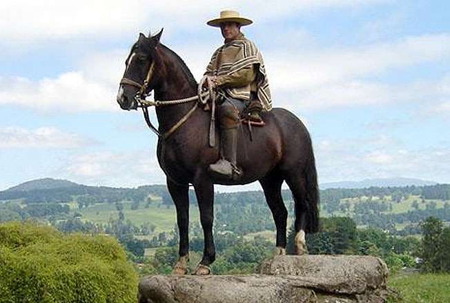 jahački konj Čileanski