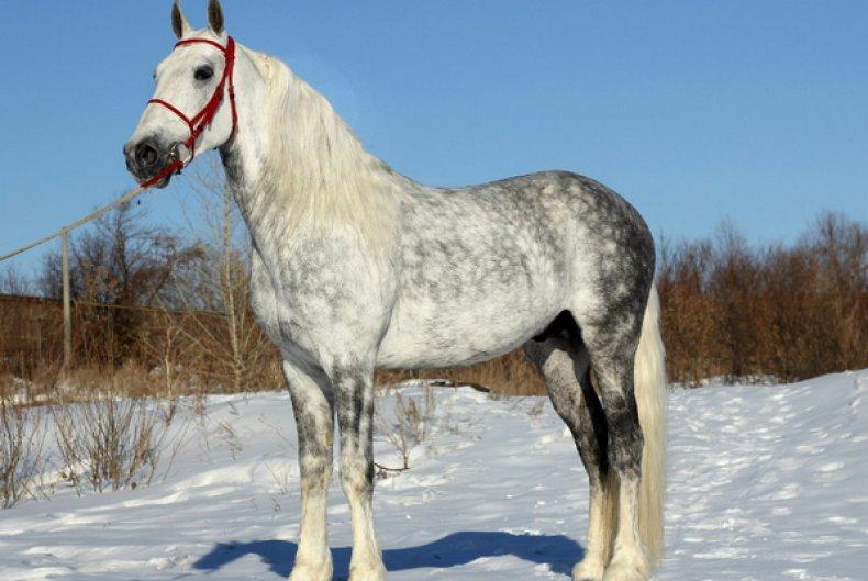 Oryol paard