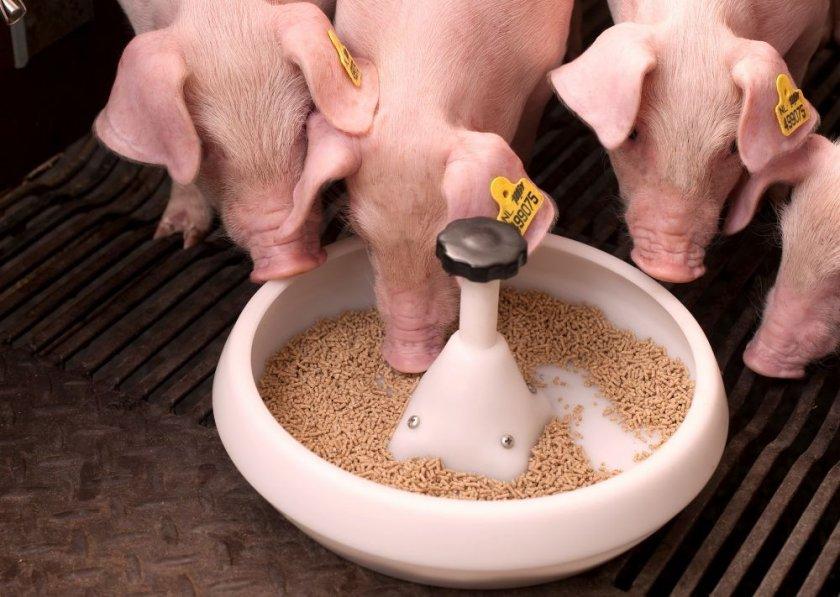 hranjenja svinja