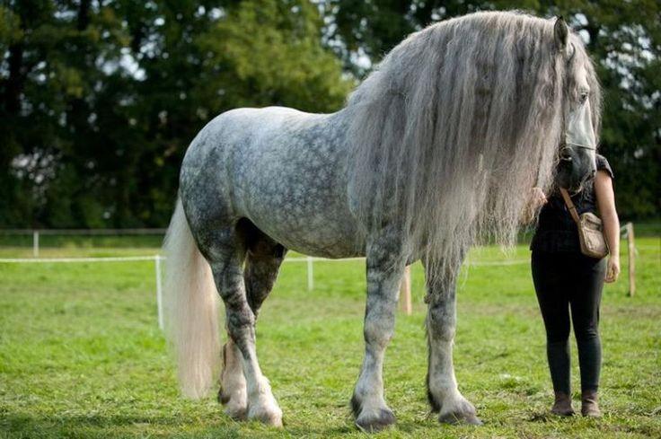 een prachtig paard