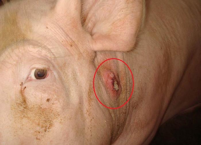 skin diseases in pigs Furunculosis