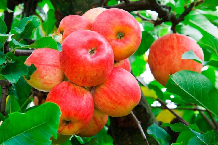 stabla jabuka za sibir Zhebrovskoe