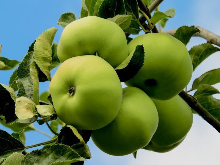 apple trees for siberia