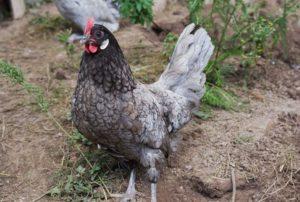 Description and characteristics of the Andalusian blue breed of chickens, maintenance rules