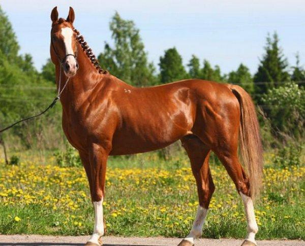 Trakehner horse breed