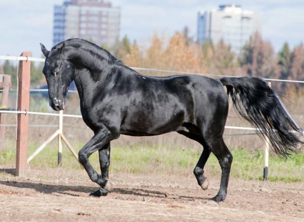 Giống ngựa Karachai