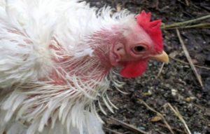 Cómo deshacerse rápidamente de las plumas de los pollos en casa, remedios para el tratamiento.