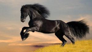 Izskata vēsture un kā atšķiras mustangas šķirnes zirgi, vai ir iespējams zirgu pieradināt