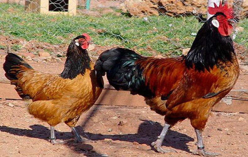 hönsras av kycklingar