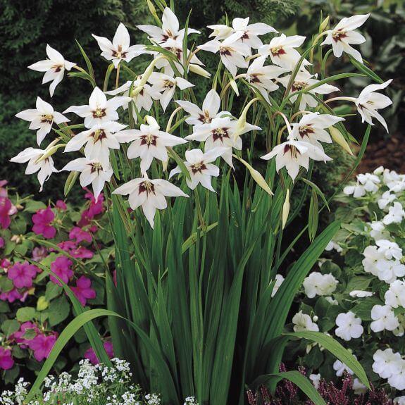 fragrant gladiolus acidander