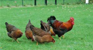 وصف وخصائص دجاج سلالة اللحامر وقواعد الصيانة ونظائرها
