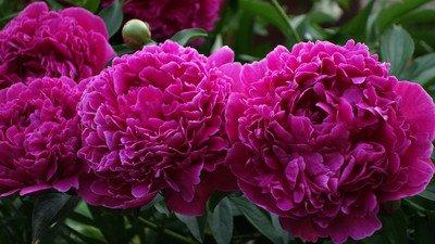 thảo mộc hoa mẫu đơn Lilac