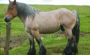 Popis a charakteristika koní plemene Ardennes, vlastnosti obsahu a cena