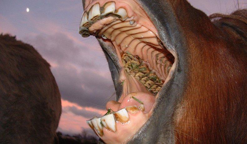 dents de cheval