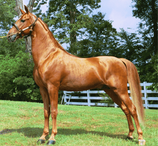 Jāšanas zirgu labāko šķirņu apraksti un raksturojums, ciltsdarba vēsture un pielietojums