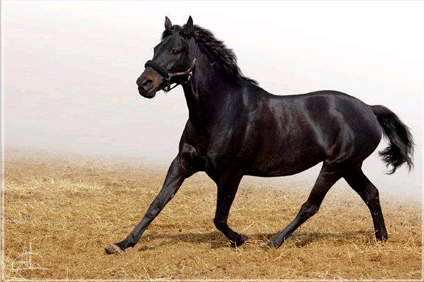Rasa koni kabardyjskich