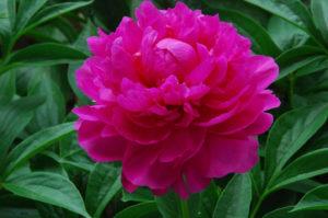 A lágyszárú pünkösdi rózsa legjobb fajtái, ültetés és gondozás a szabadban