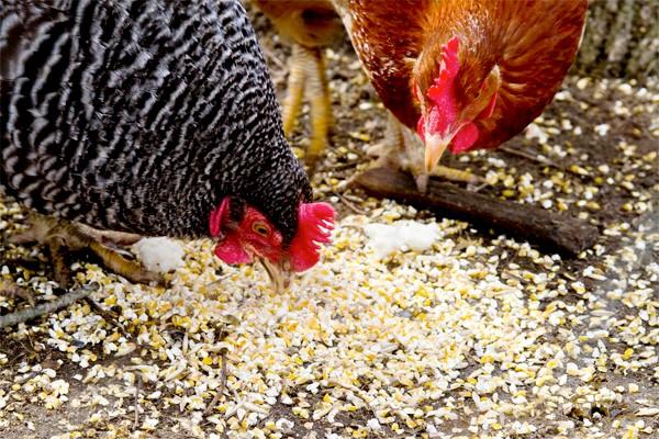 sammensat foder til kyllinger