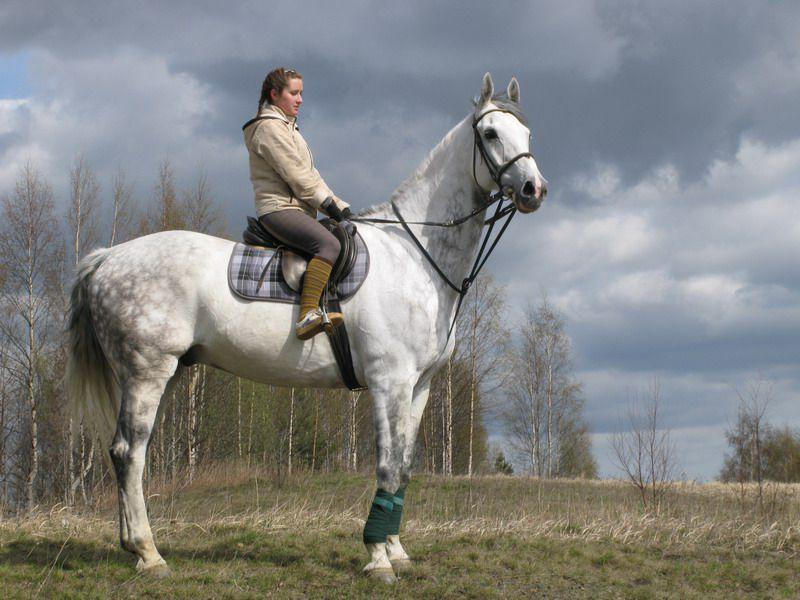 holländsk varmblodig häst