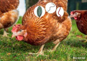 اعراض الديدان في الدجاج والعلاج بالمنزل ، طرق الوقاية