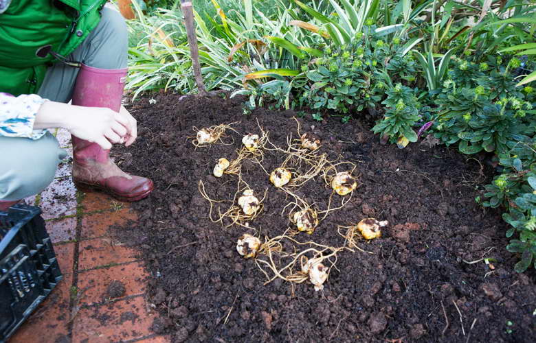 planting lilies