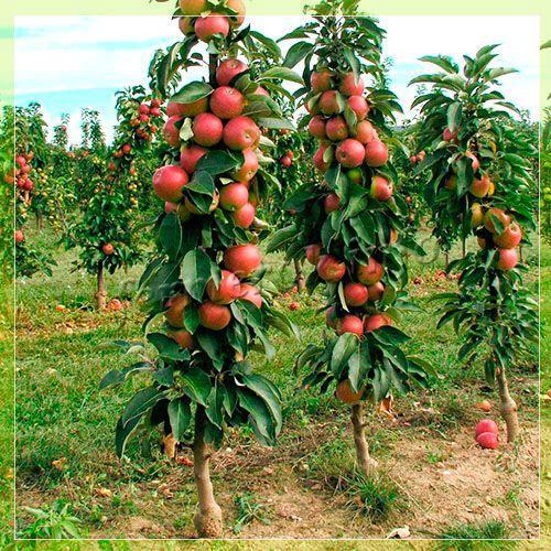 elma ağacı sütunlu
