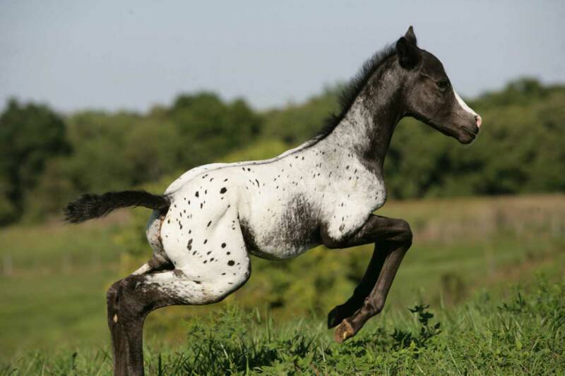 Appaloosa Pferd