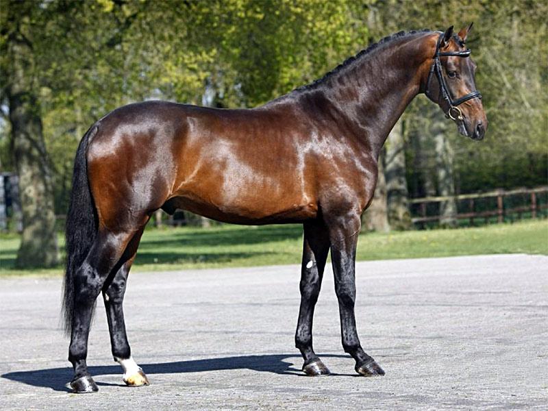 Hanoverian horse breed