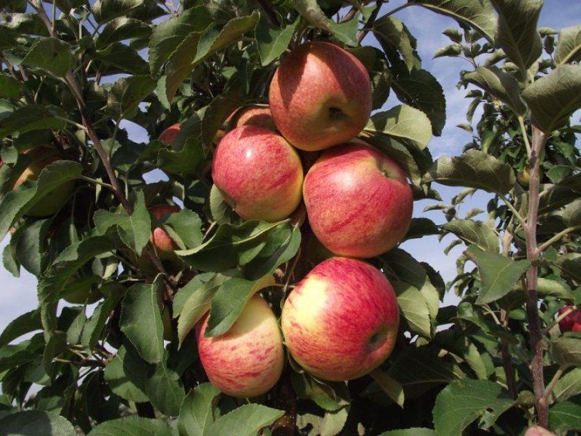 cây táo cột ostankino