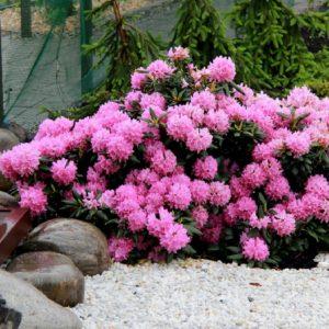 Normes per plantar i cuidar els rododendrons en camp obert, preparació per a la hivernada