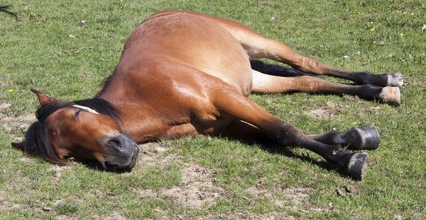 the horse is sleeping