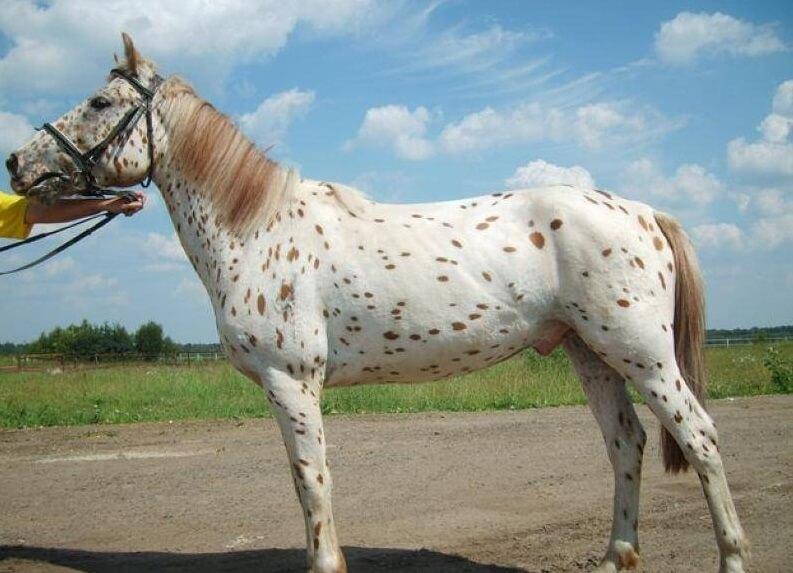 Altajska pasmina konja