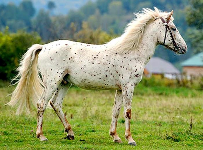 Raza de caballo de Altai