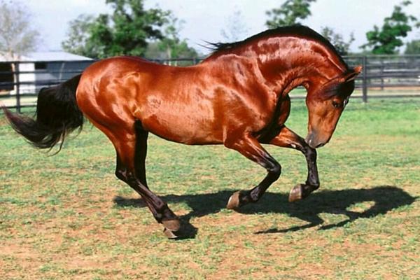الحصان الأندلسي