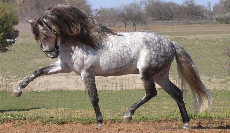 الحصان الأندلسي