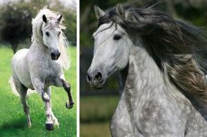 Beskrivning av andalusiska hästar, för- och nackdelar, hur man ska hålla och kosta