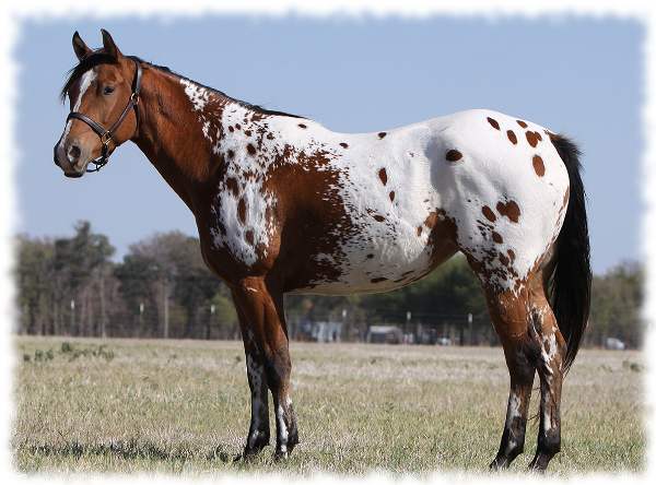 appaloosa kôň