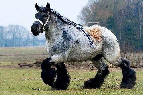 Άλογο Αρδέννες