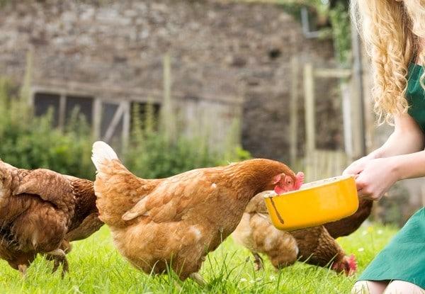 utfodring av kycklingar