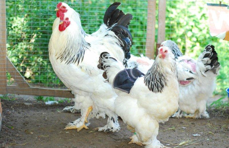 fluffiga kycklingar brahma