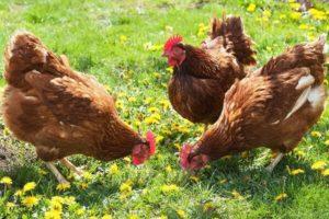 Beskrivelse og karakteristika for kyllinger af racen Brown Nick, egenskaber ved indholdet
